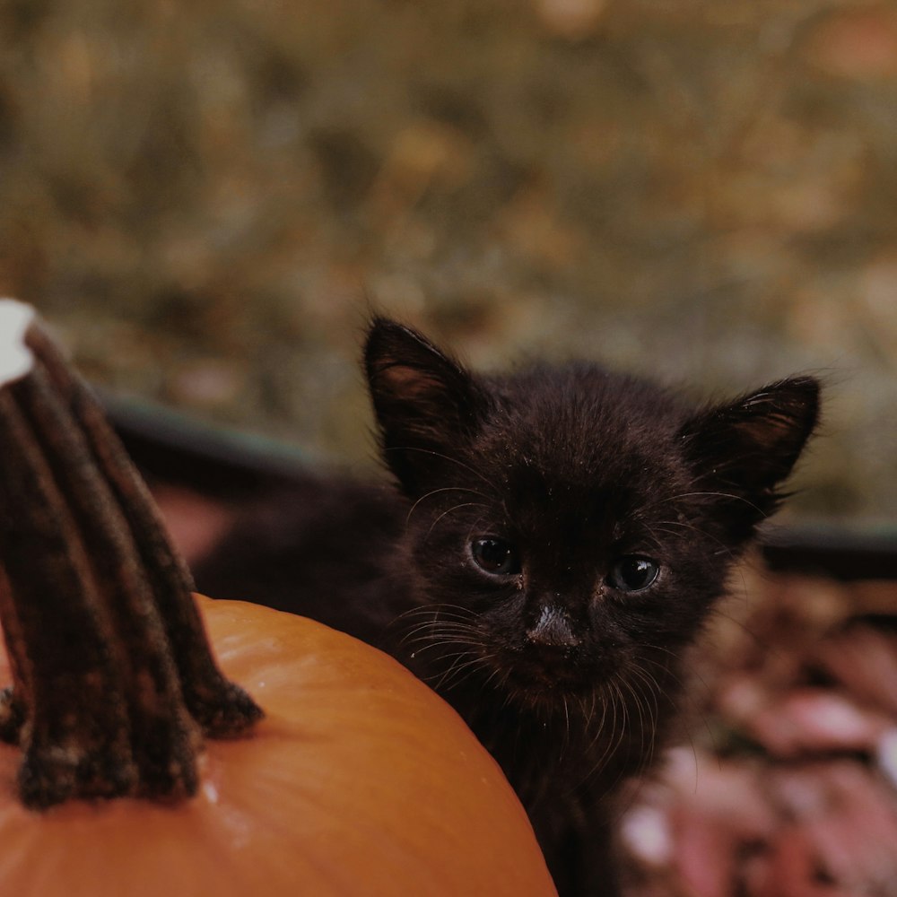 black kitten on pumpkin during daytime