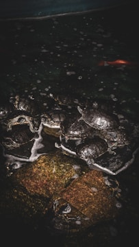 A group of turtles is gathered on a flat surface surrounded by water, with foamy bubbles visible on the water's surface. Some turtles are partially submerged and a few others are stacked on top of each other. In the upper part of the image, a hint of a fish with some orange coloring can be seen.