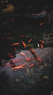 A quiet moment by a koi pond in a Kyoto garden, with vibrant orange fish swimming gracefully.