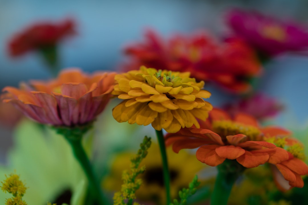 yellow flower in tilt shift lens