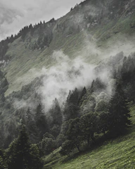 A serene mountain landscape with soft morning mist enveloping lush green forests.