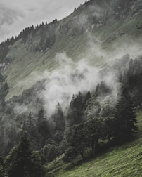 A serene mountain trail surrounded by lush green forests inviting for adventure.