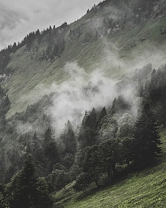 A serene mountain trail surrounded by lush green forests inviting for adventure.