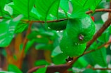 A close-up of ripe guava fruits ready for harvest.