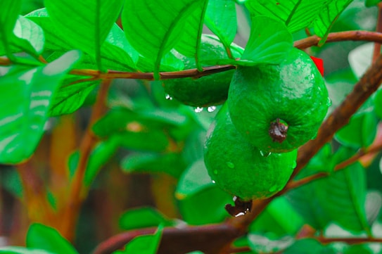 A close-up view of green guavas hanging from a branch with fresh green leaves. The guavas appear ripe with water droplets on their surface, highlighting the freshness. The background is filled with blurred greenery, offering a vibrant and lush feel.