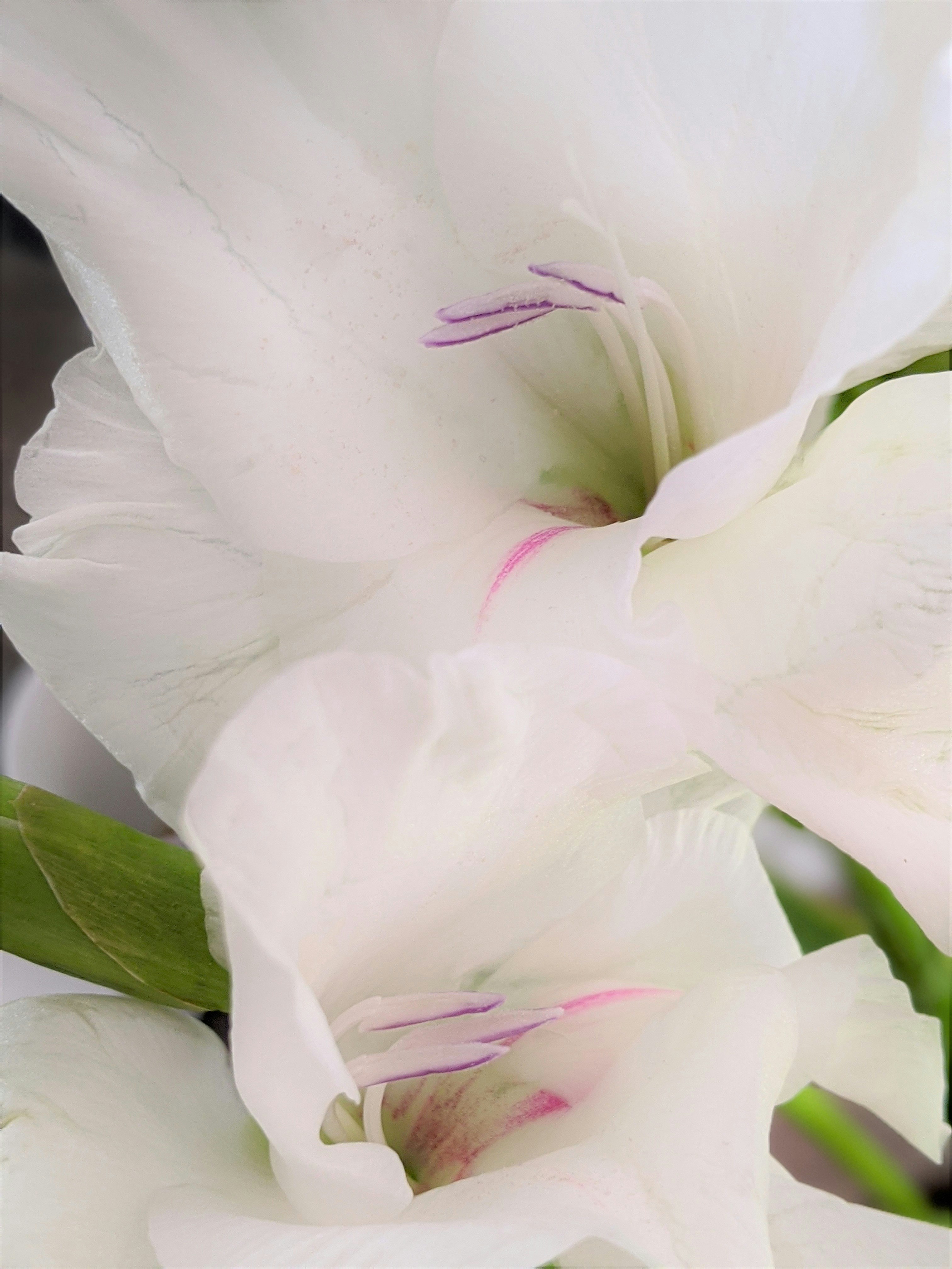 white hibiscus in bloom close up photo