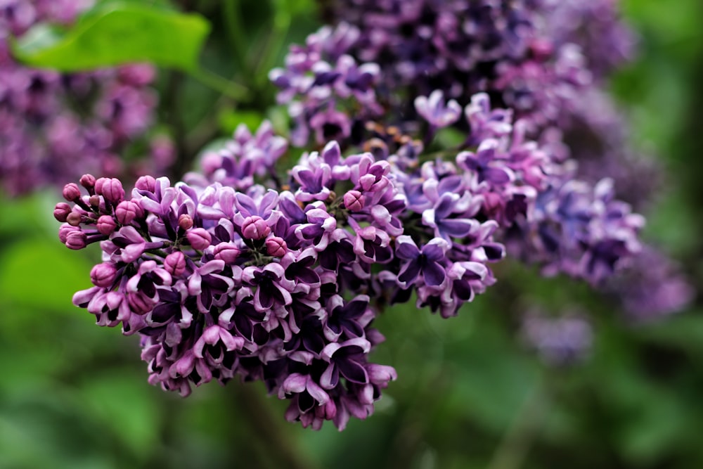 purple flowers in tilt shift lens