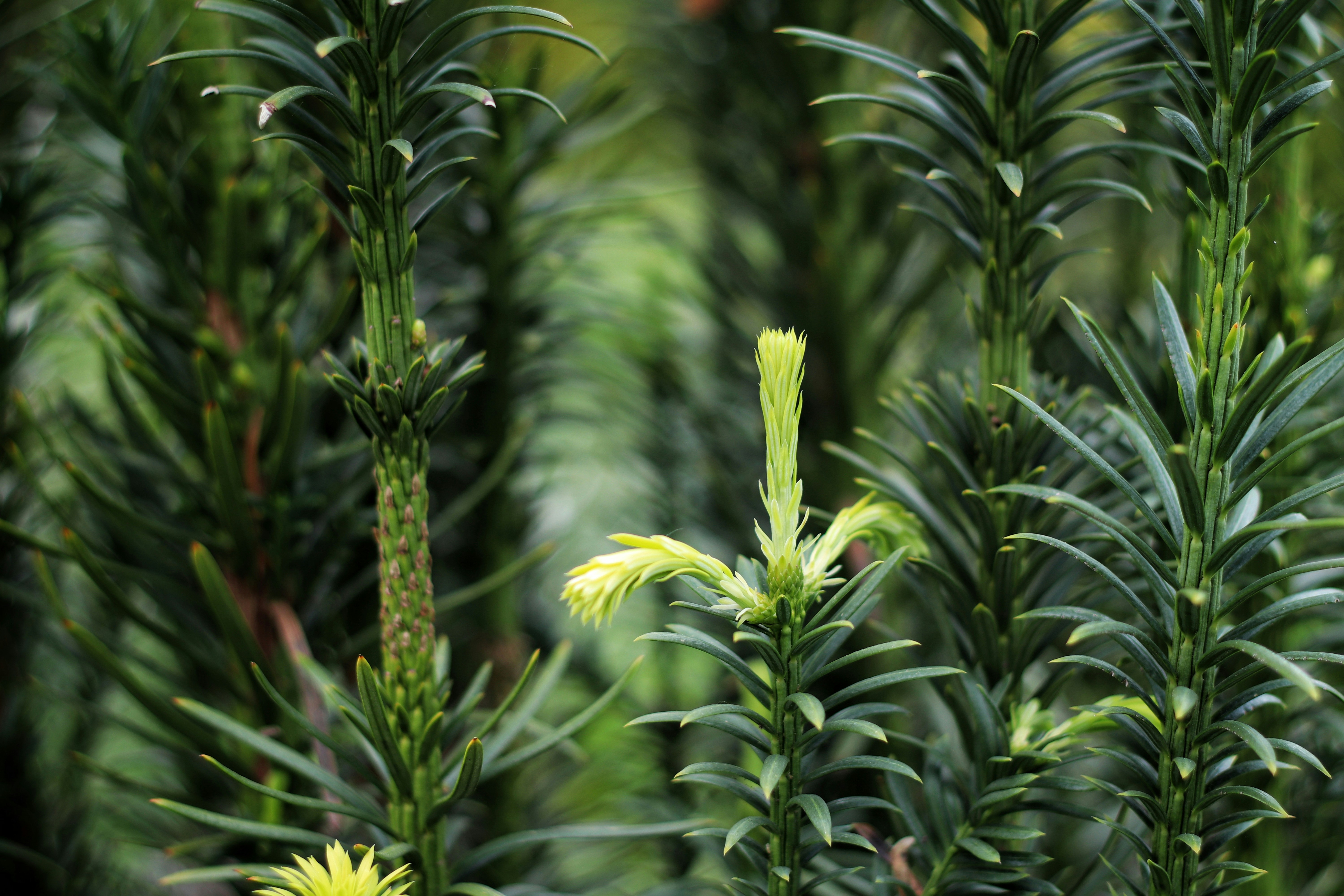 green plant in tilt shift lens