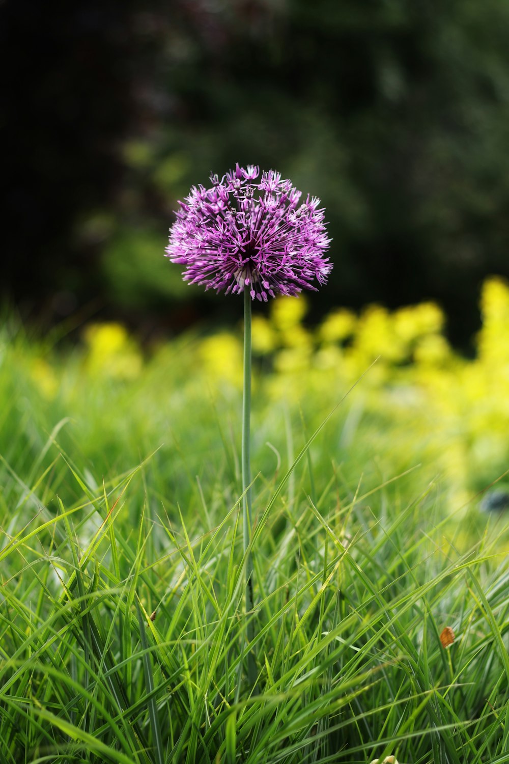 purple flower on green grass during daytime