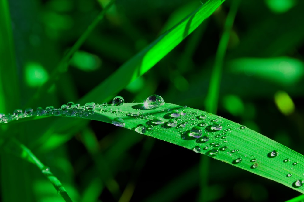 water droplets on green leaf