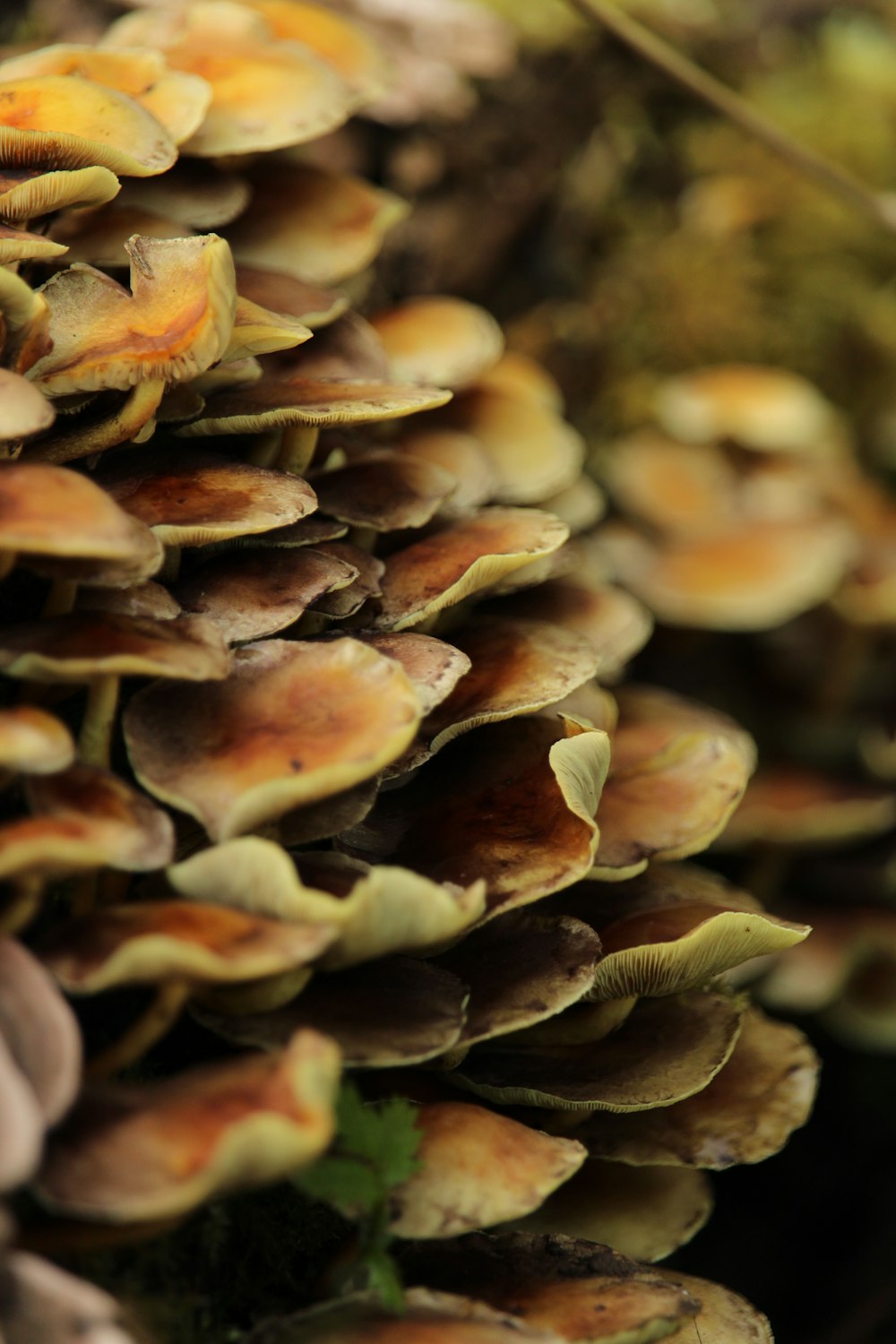 brown and white mushrooms in tilt shift lens