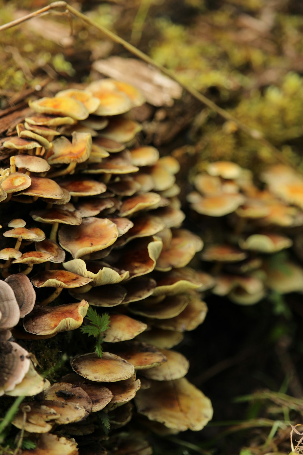 brown mushrooms on green grass during daytime