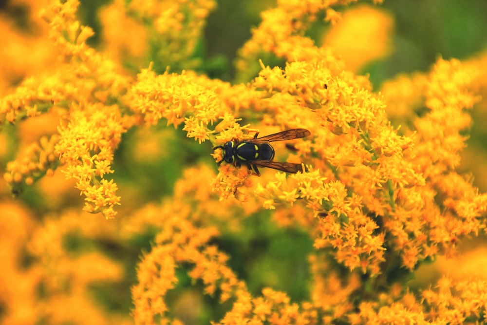 abelha preta e amarela na flor amarela