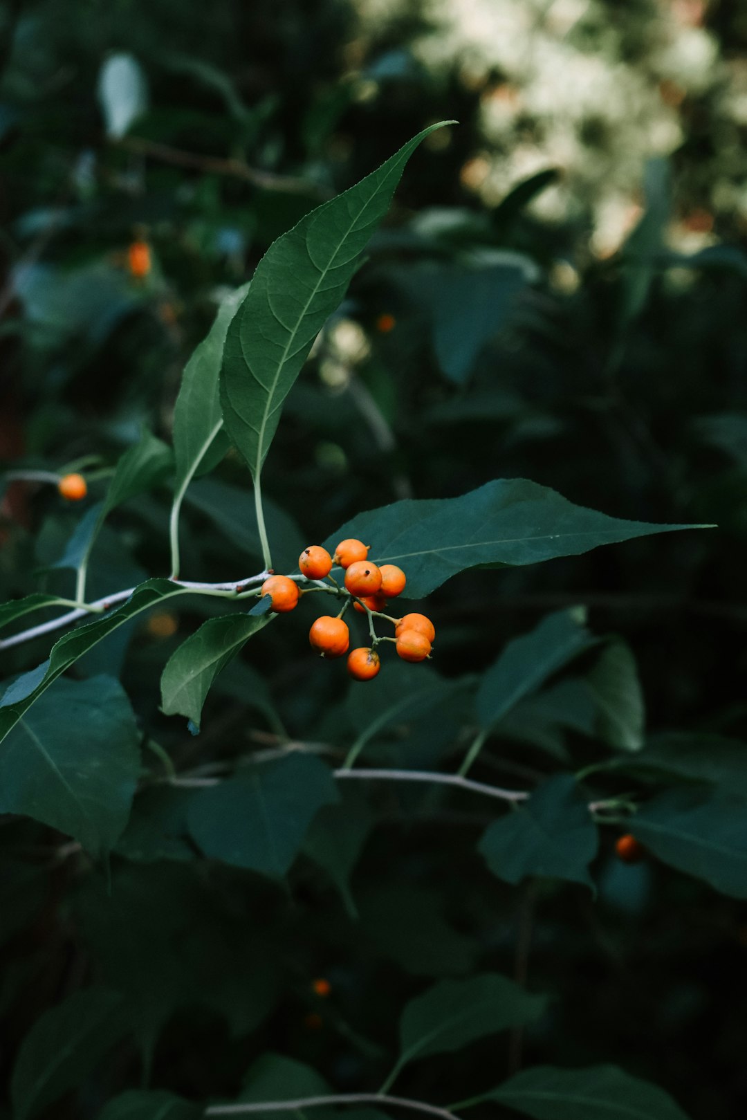 orange round fruits on green leaves