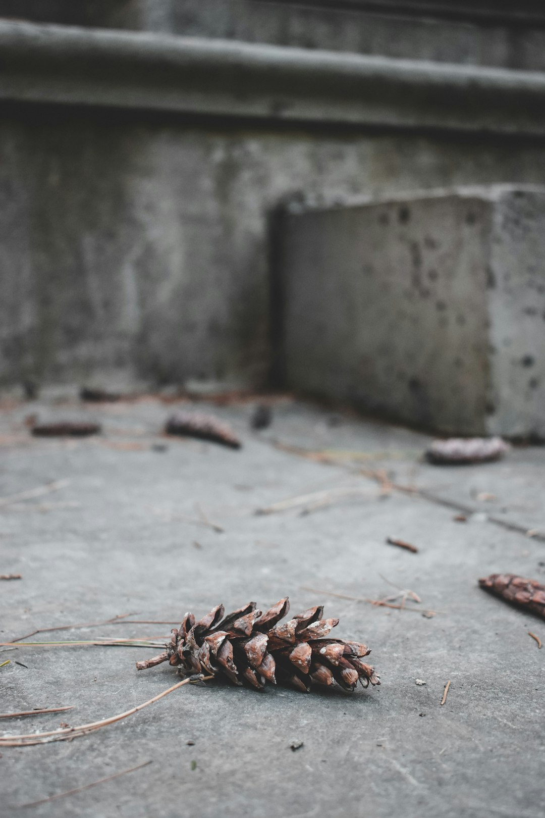 brown dried leaves on gray concrete floor