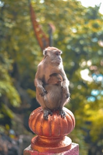 A monkey sits atop a decorative, orange stone structure, cradling a baby monkey. The background consists of lush green foliage in soft focus, creating a serene natural setting.