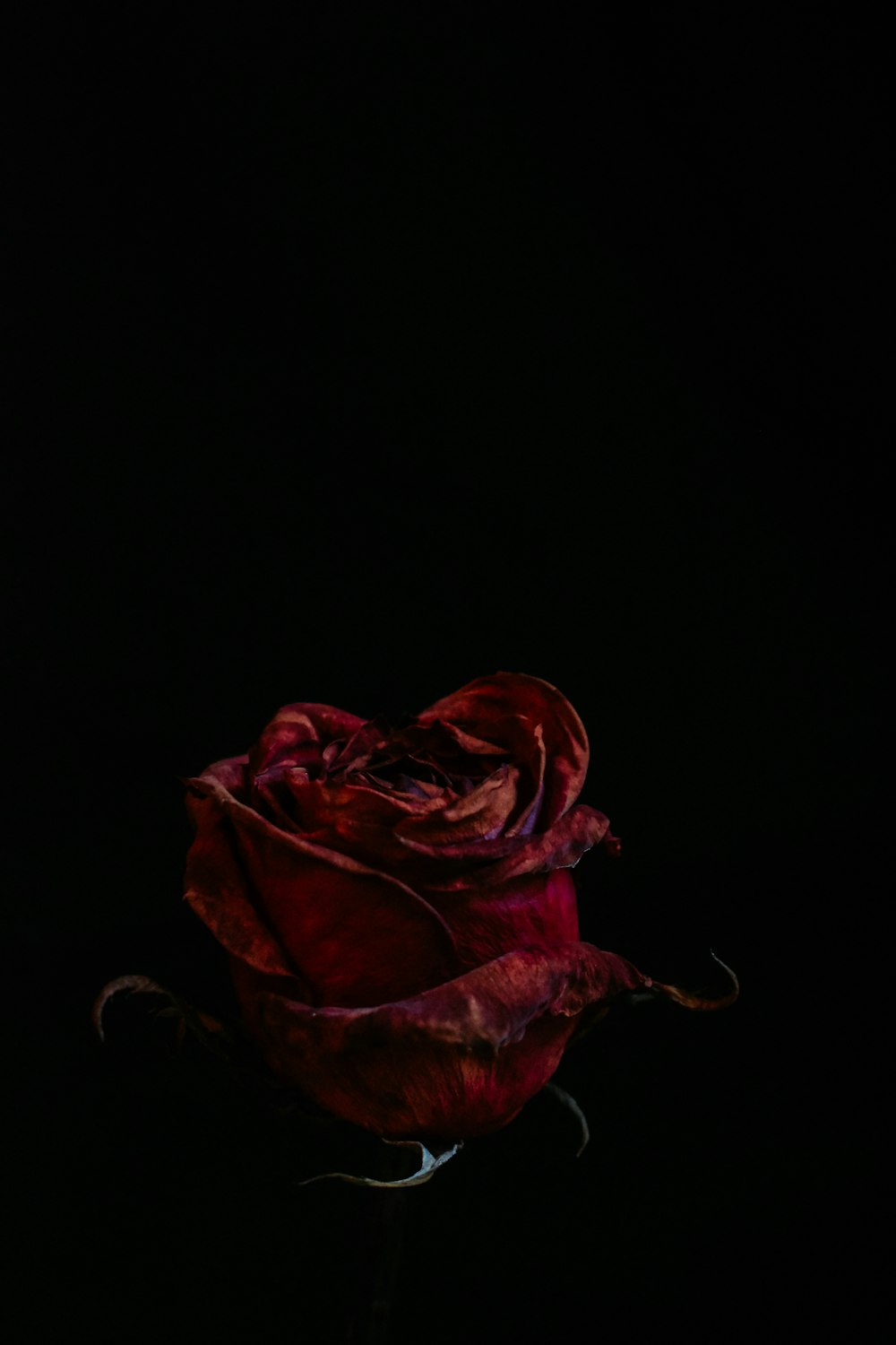Rosa rossa su sfondo nero foto – Nero Immagine gratuita su Unsplash
