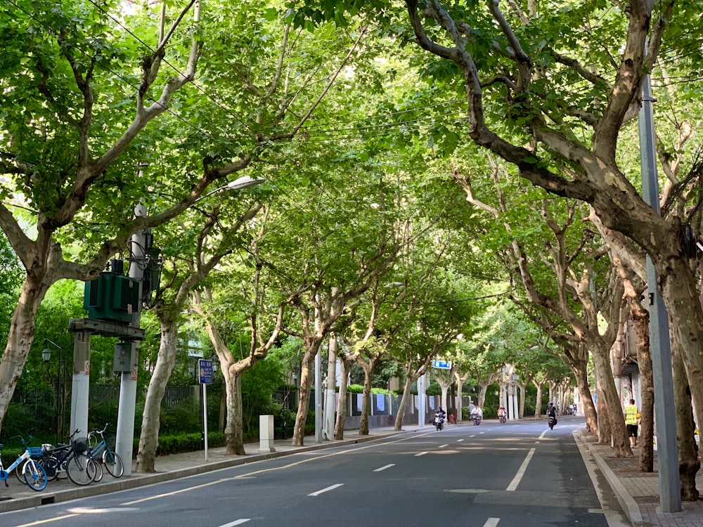 people walking on sidewalk near trees during daytime