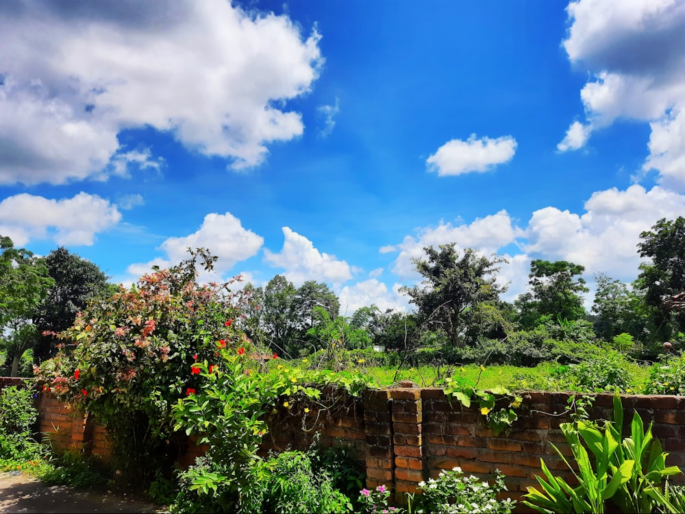 green trees under blue sky and white clouds during daytime