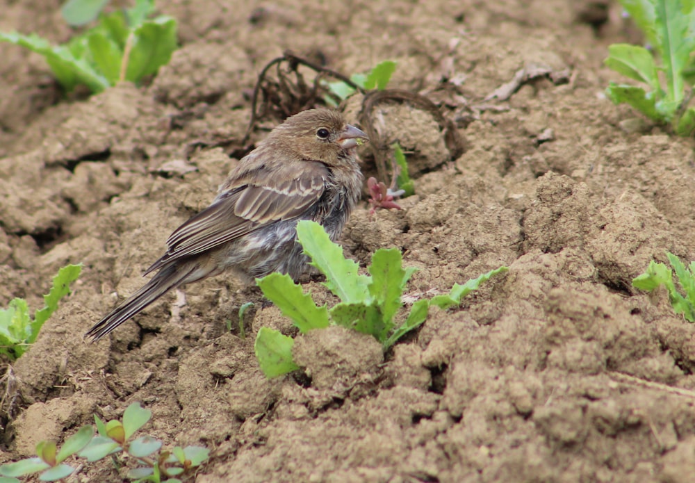 brown bird on brown soil