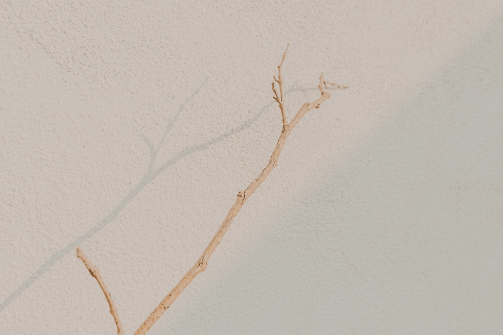 brown tree branch on white wall