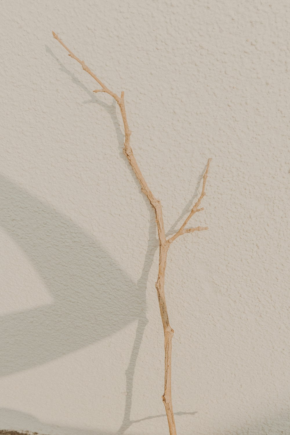 brown tree branch on white painted wall