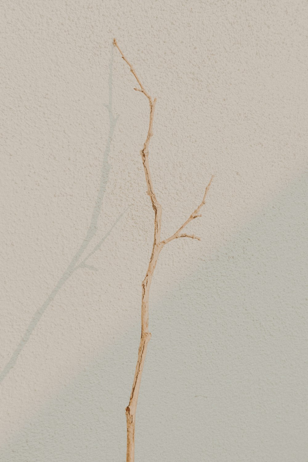 brown tree branch on white painted wall