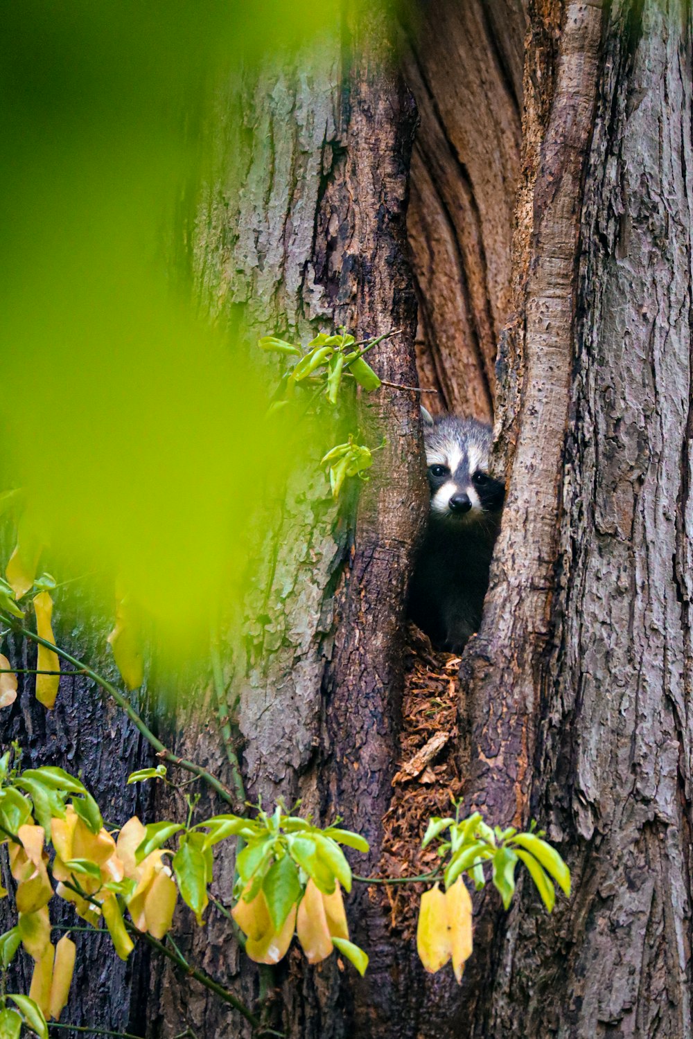 black and white animal on brown tree trunk