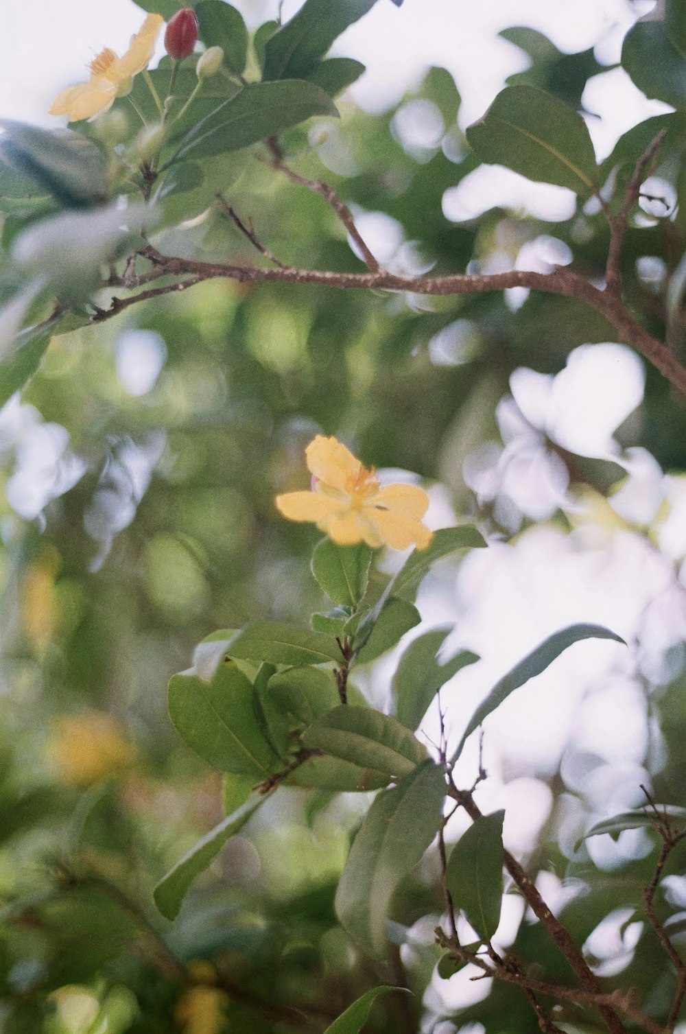 yellow and white flowers on brown tree branch
