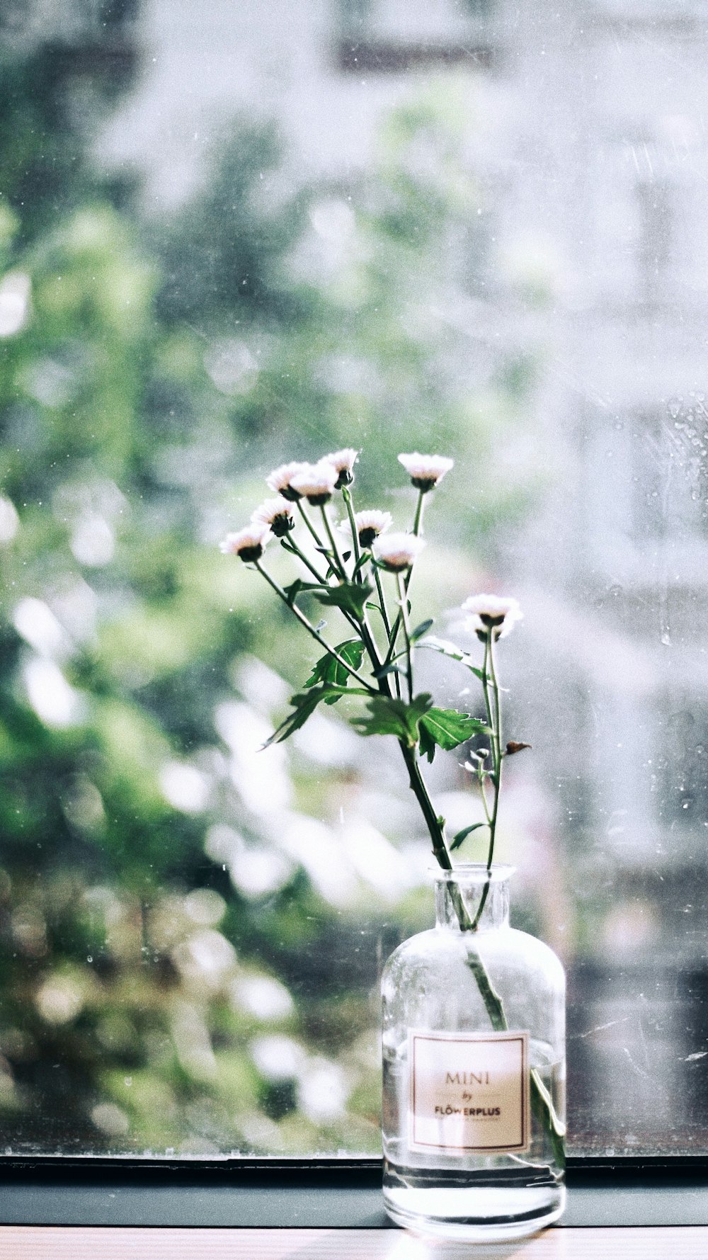 pink flower in white ceramic vase