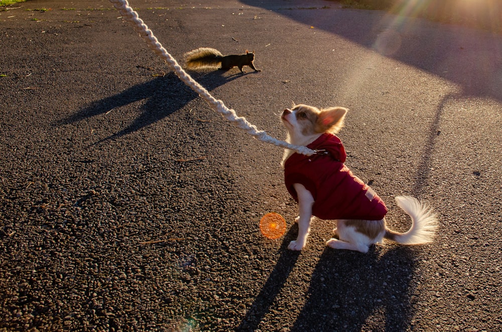 white and brown short coated dog wearing red shirt and white pants sitting on gray concrete