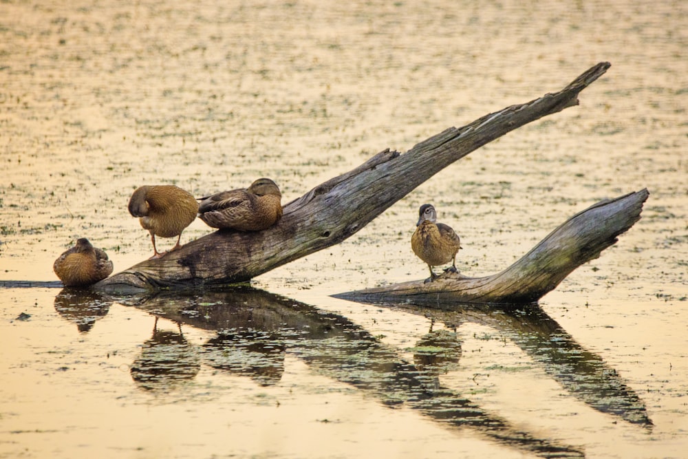 brown duck on brown wooden log