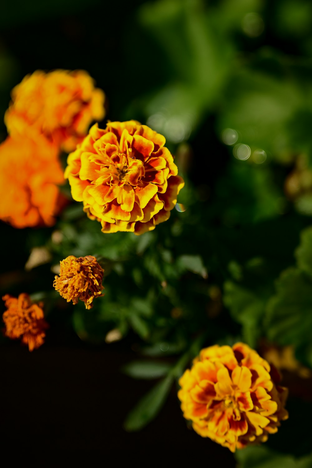 yellow flower in tilt shift lens