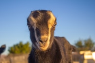 Clear HD portrait of a curious goat with textured fur, standing against a dark backdrop.