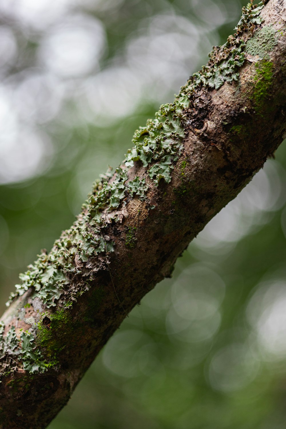 brown tree trunk in close up photography