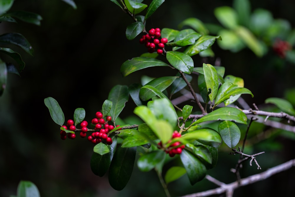 red round fruits on green leaves