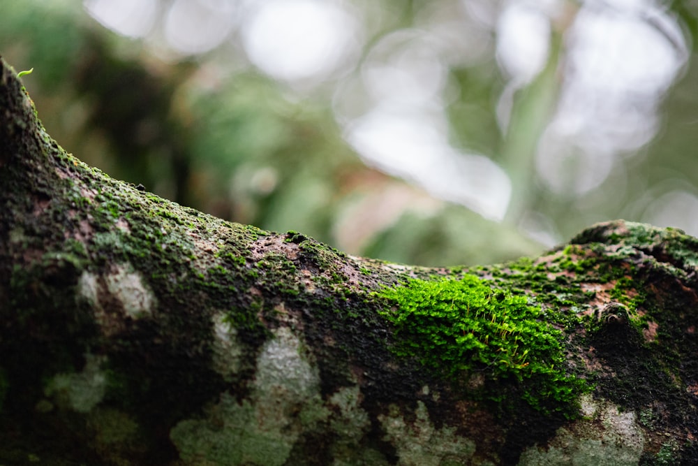 brown tree trunk in close up photography