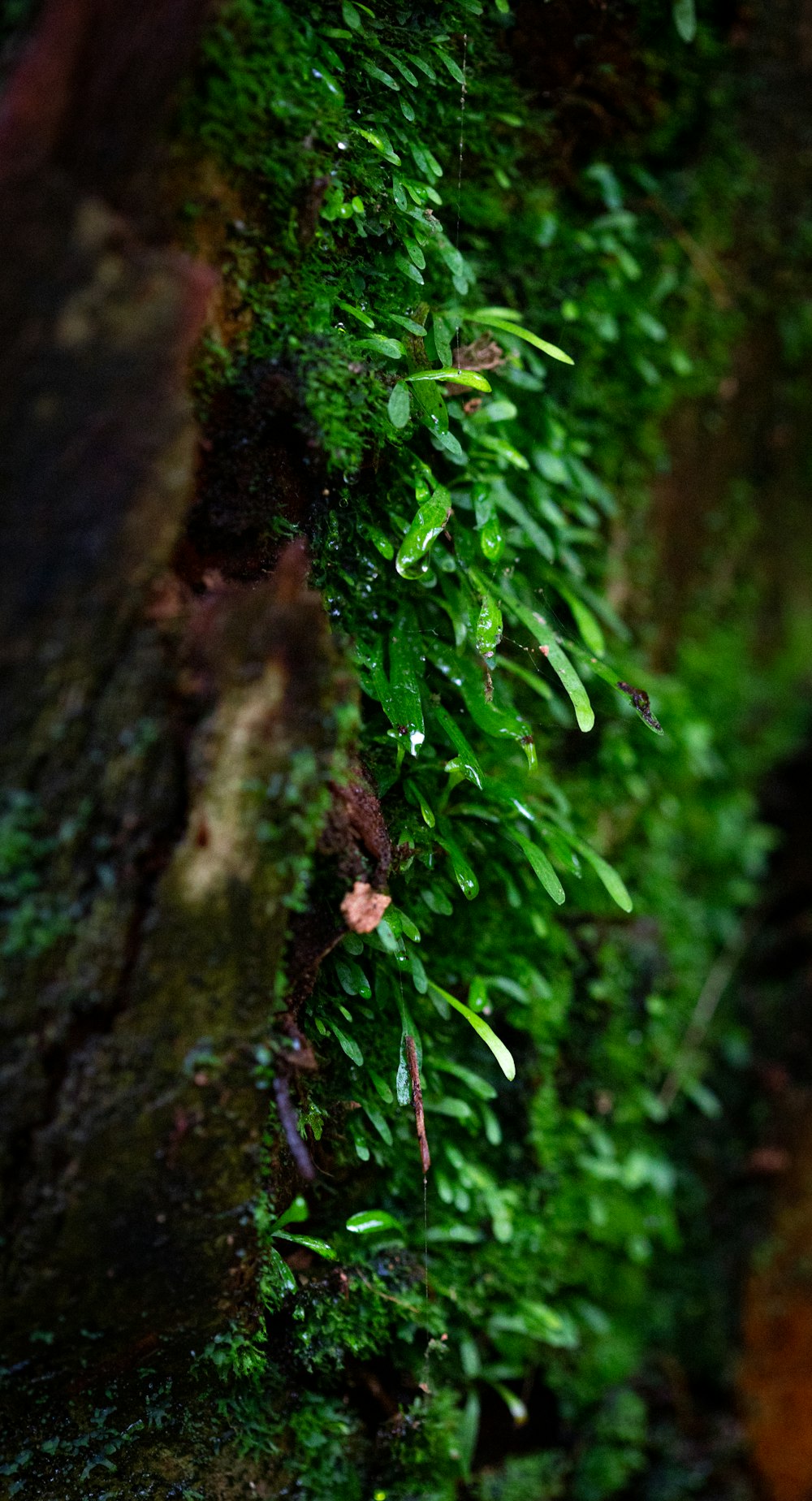 green moss on brown tree trunk