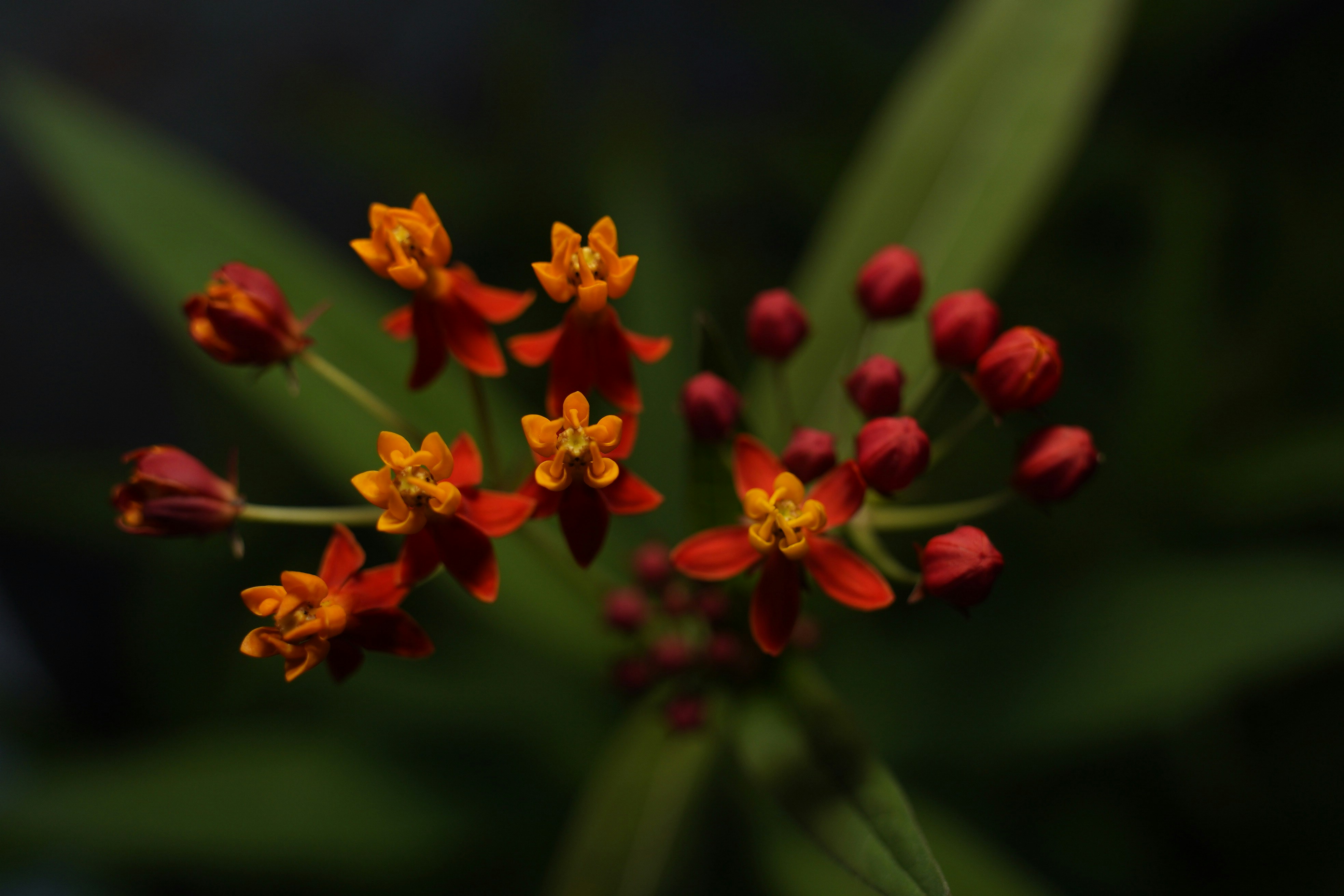 Photo by henrylaiphotography