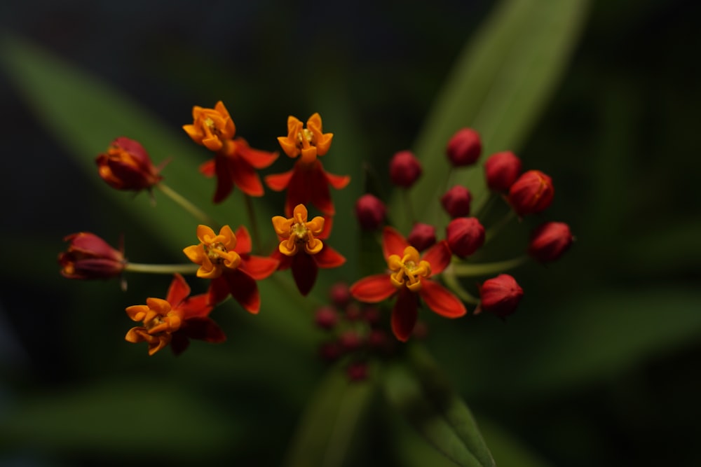 flor vermelha e amarela na lente tilt shift