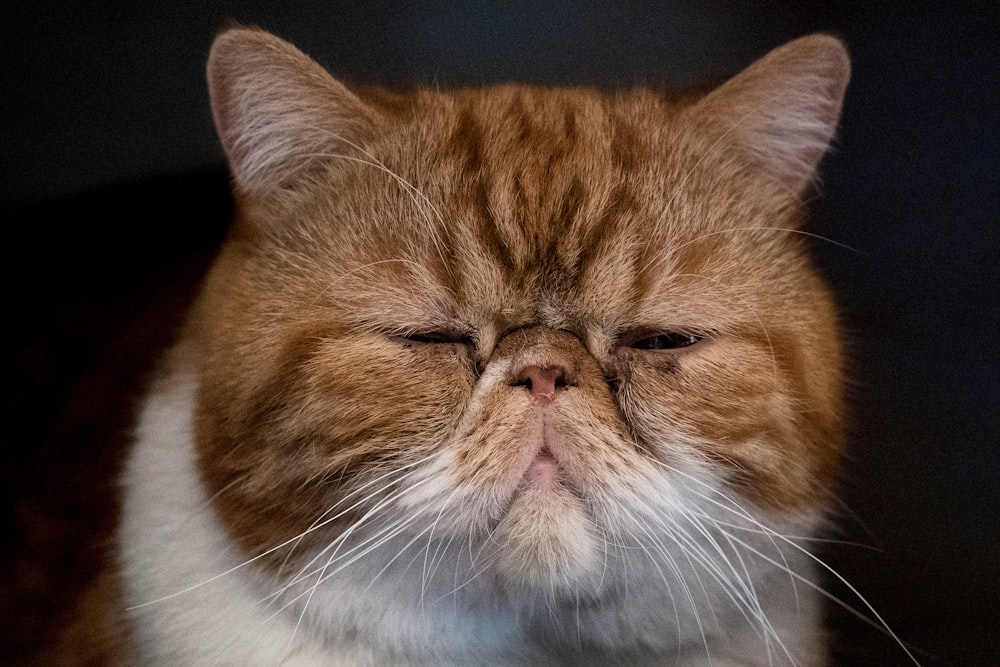 orange tabby cat on black textile