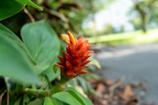 A close-up of colorful tropical flowers blooming on an island pathway.