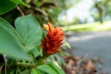 Close-up of exotic tropical flowers found along a jungle path.