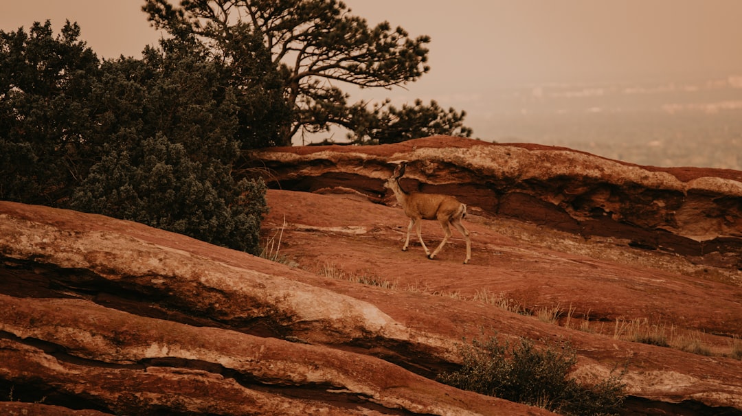 brown deer on brown rock