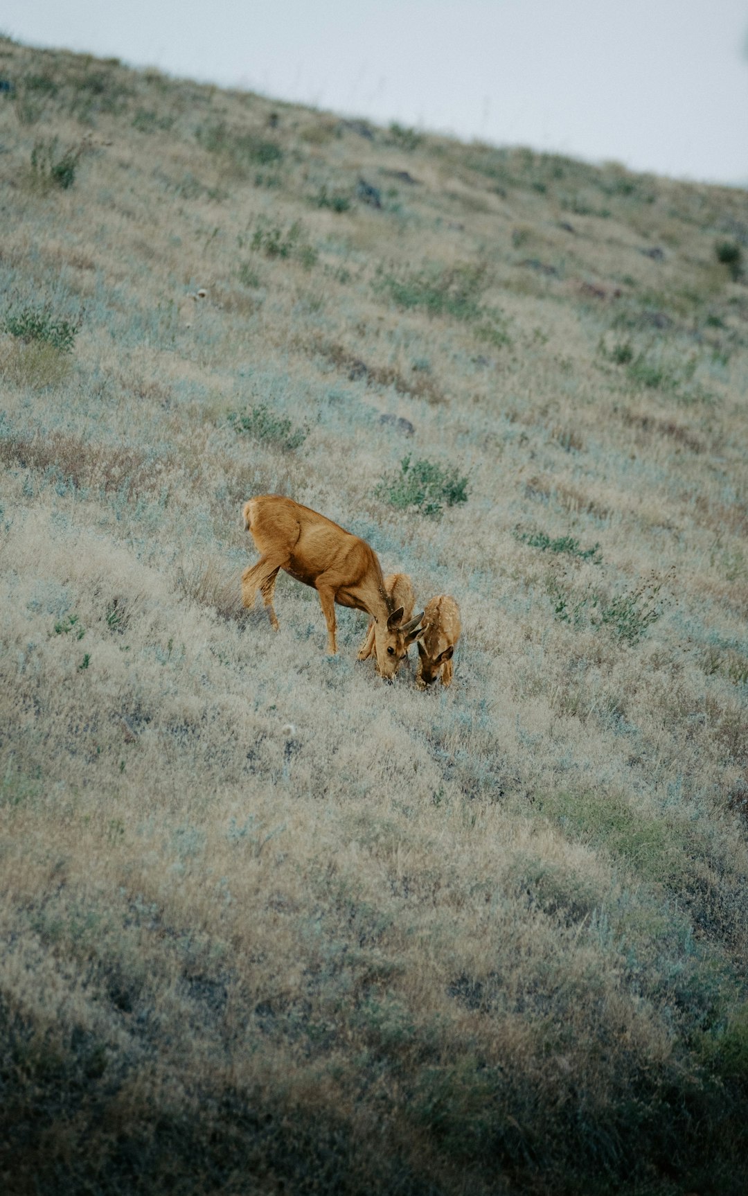 brown short coated dog on gray field during daytime