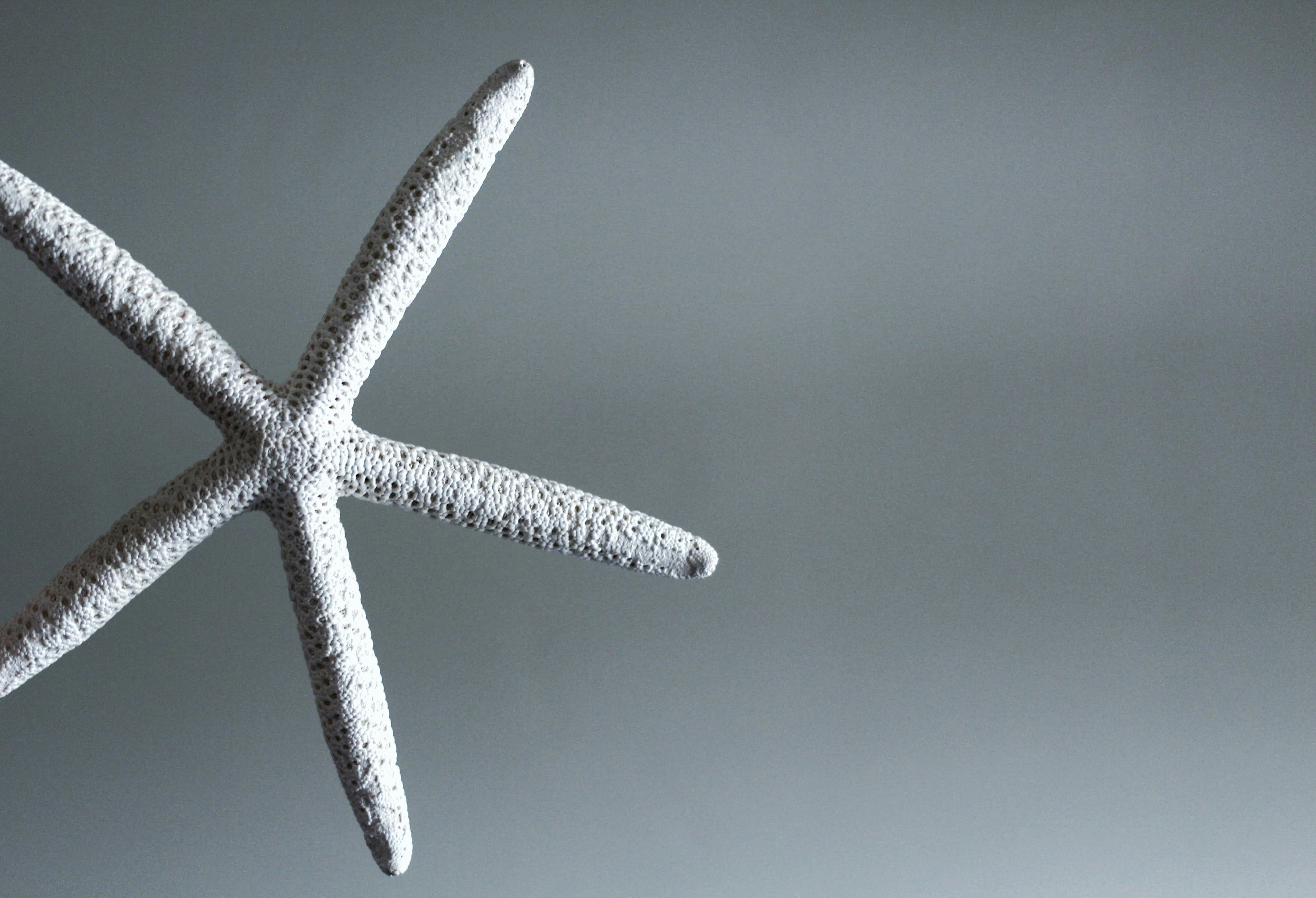 white starfish on gray surface