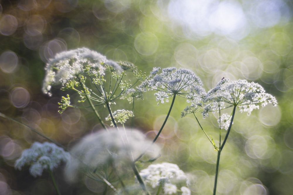 white flowers in tilt shift lens