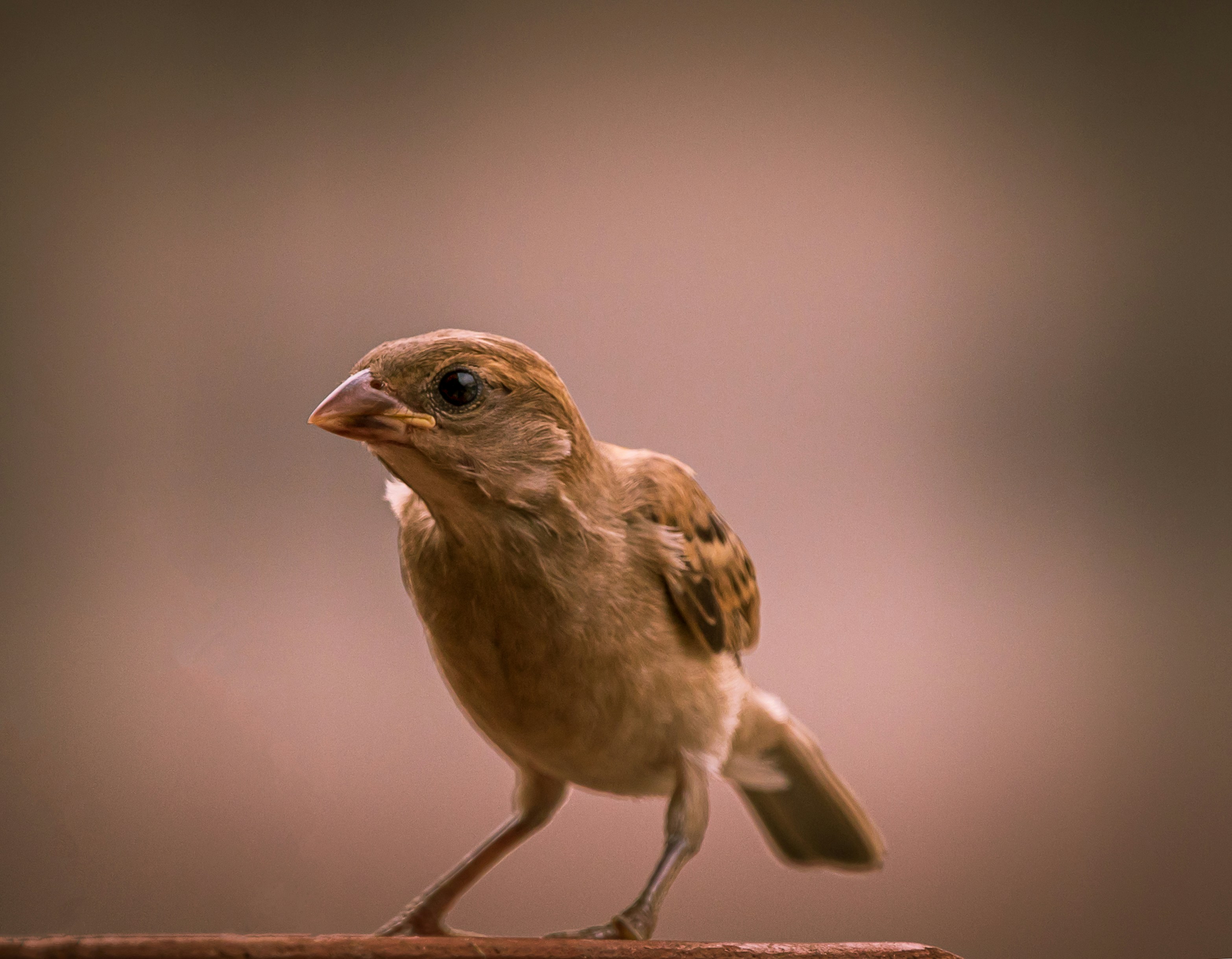 Brown Bird Photo Free Bird Image On Unsplash