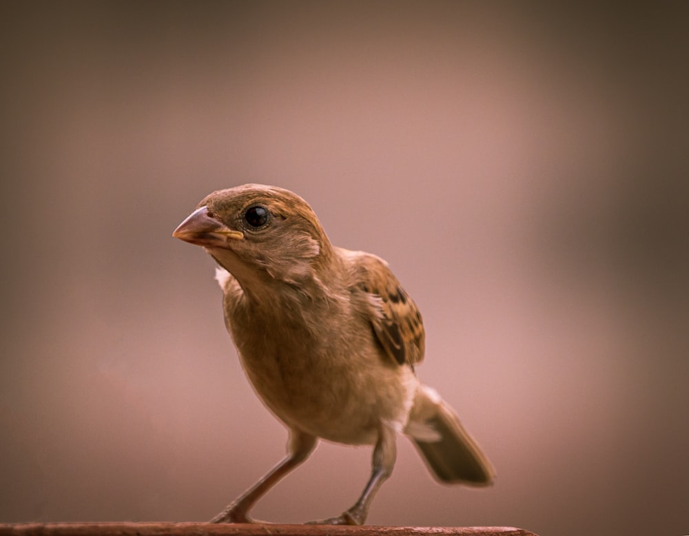 brown bird perched on brown stick