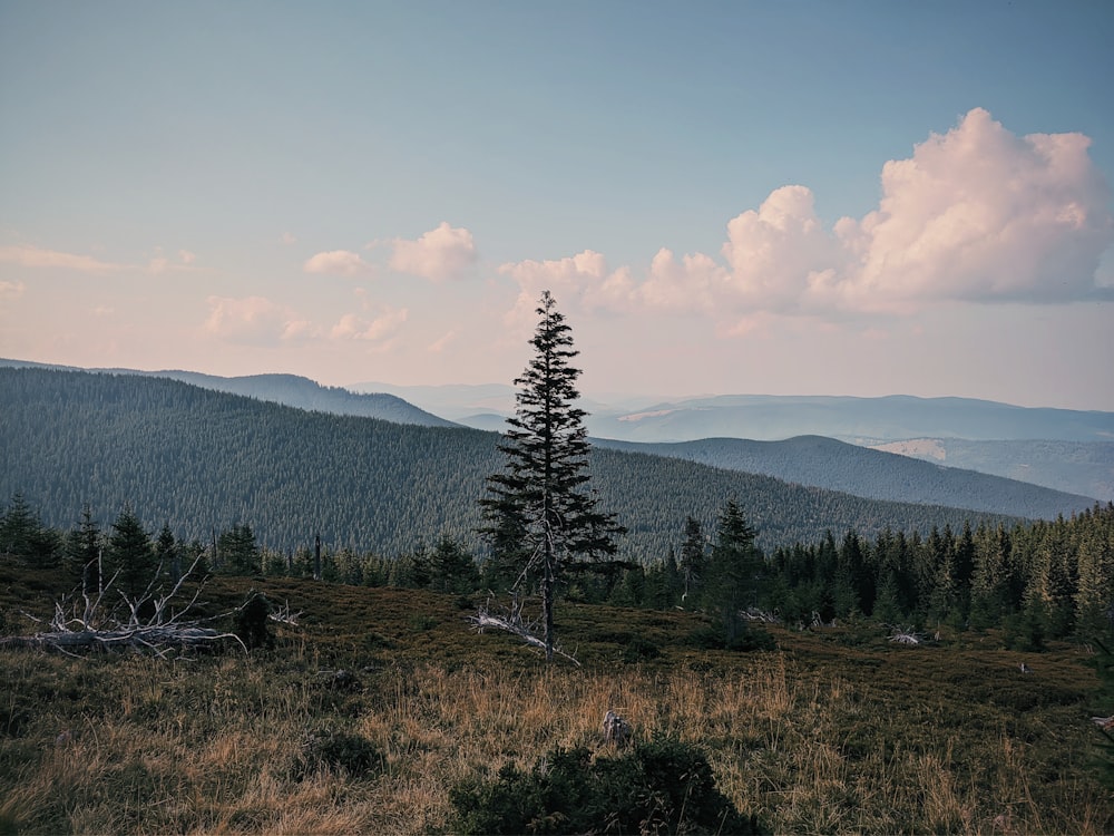 green pine trees on hill under white clouds and blue sky during daytime